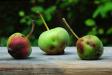 Crabapples