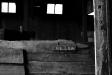 Barn Detail 2