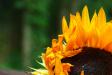 Sunflower #1