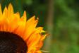 Sunflower #2