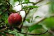 Ripening Crabapple