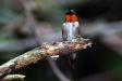 Male Ruby-Throated Hummingbird