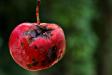 One Bad Apple