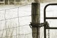 Fencepost # 4
