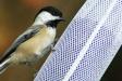 For the birds ...