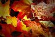 FALL(en)