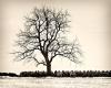 Tree Series [2]