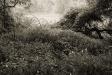 Fallen Tree .. Early Morning