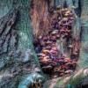 Mushroom (or Toadstool) Village