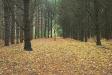 Al Sabo - Autumn 1