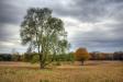 Al Sabo Autumn - 2