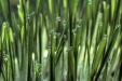 Cat Grass & Dew Drops