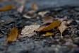 Rain drops & dead leaves